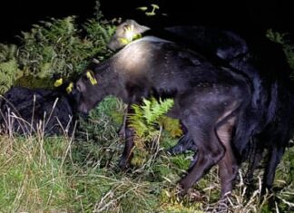 Cornwall vet swims to rescue of trapped calves in race against rising tide