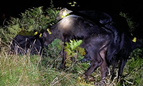 Cornwall vet swims to rescue of trapped calves in race against rising tide